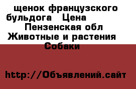 щенок французского бульдога › Цена ­ 15 000 - Пензенская обл. Животные и растения » Собаки   